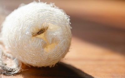 Maintaining Your Guitar: Seasonal Care for Any Climate