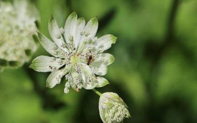 Demystifying Major Chords: Diverse Forms and Practical Applications